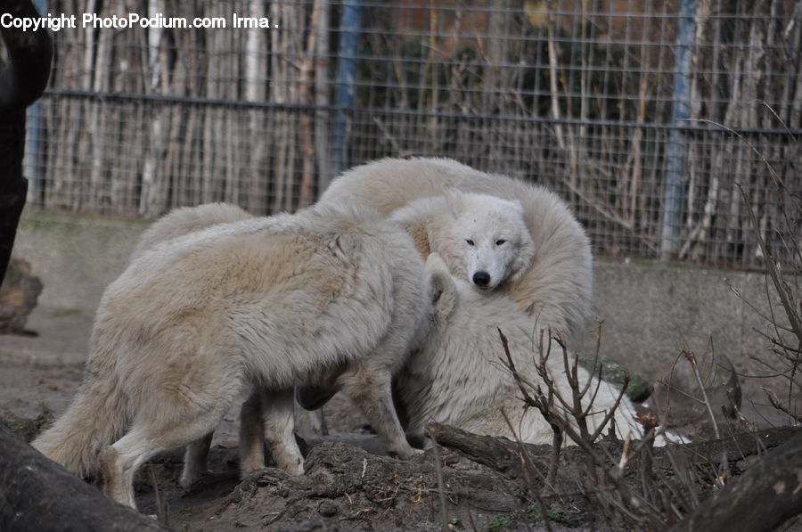 Animal, Arctic Fox, Canine, Fox, Mammal, Dog, Pet