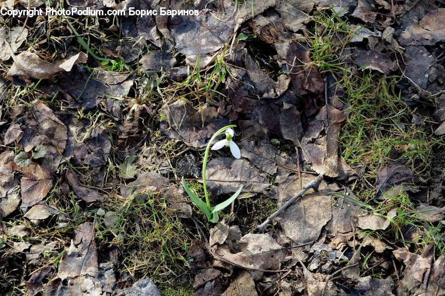Plant, Sprout, Soil, Amaryllidaceae, Blossom, Flower, Agaric