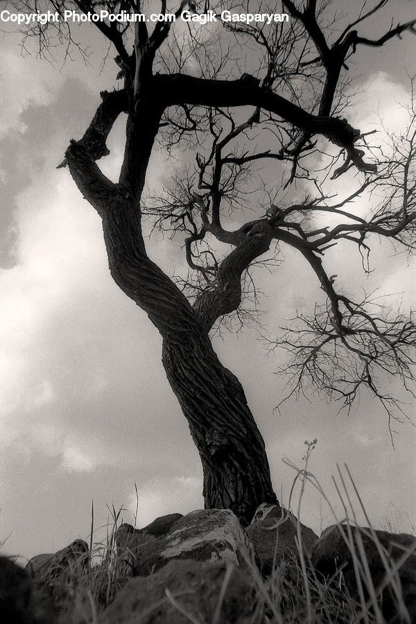 Plant, Tree, Oak, Wood, Root, Silhouette, Grain