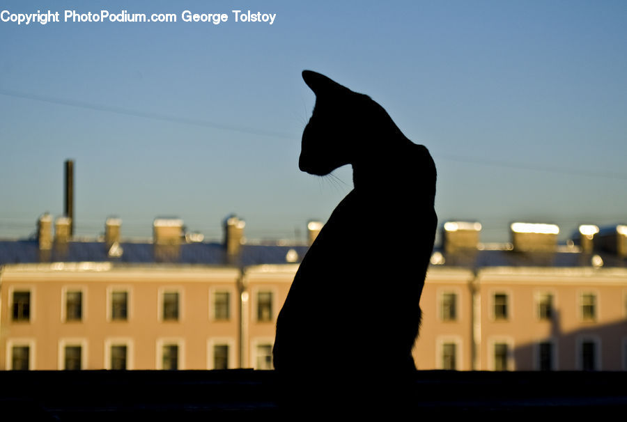 Art, Gargoyle, Statue, Ancient Egypt, Campus, Silhouette, City