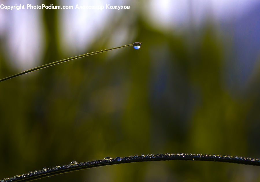 Moss, Plant, Droplet, Field, Grass, Grassland, Blossom