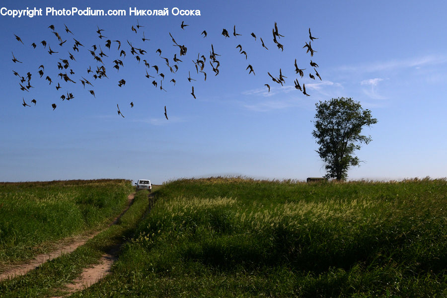 Flock, Bird, Crane Bird, Heron, Field, Grass, Grassland