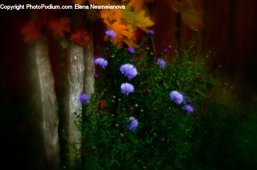 Blossom, Flora, Flower, Geranium, Plant, Art, Cave