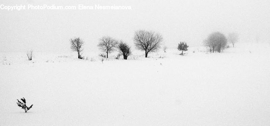 Ice, Outdoors, Snow, Sand, Soil, Plant, Tree