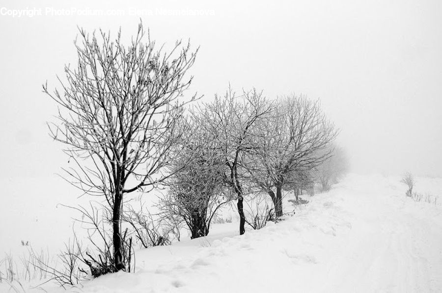 Ice, Outdoors, Snow, Plant, Tree