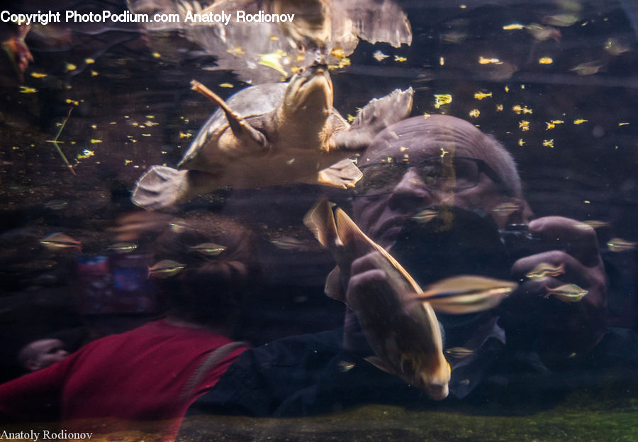 Aquarium, Aquatic, Sea Life, Water, Animal, Bongo, Percussion