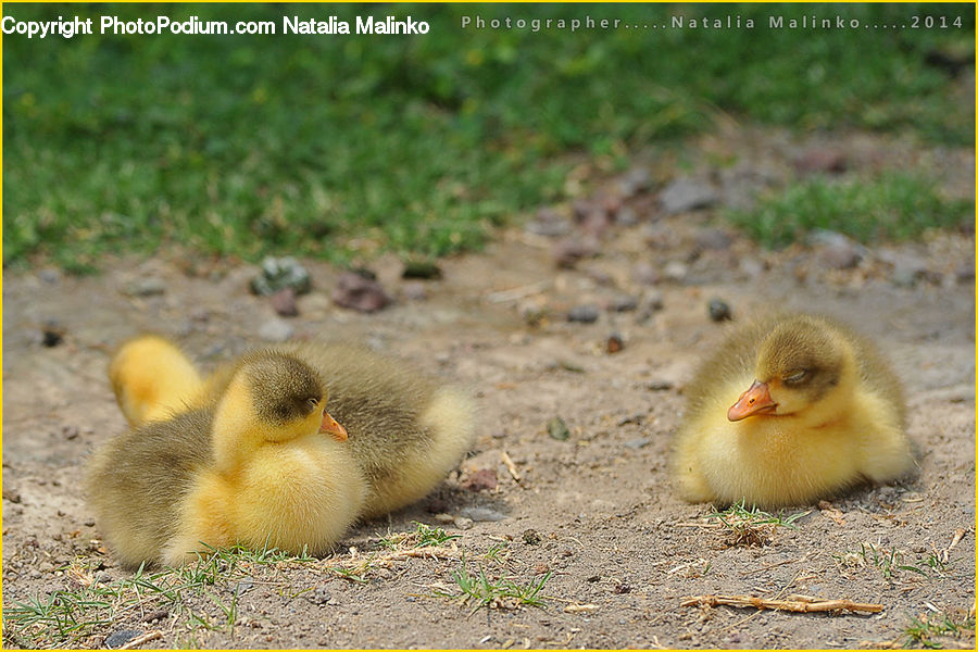 Fowl, Poultry, Bird, Duck, Teal, Waterfowl, Beak
