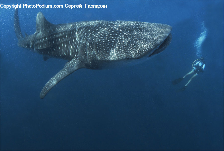 Fish, Sea Life, Animal, Humpback, Whale