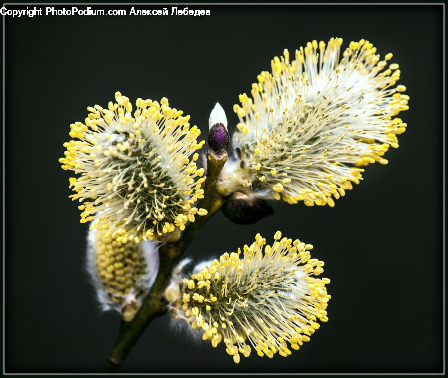 Blossom, Flora, Flower, Plant, Pollen, Andrena, Apidae