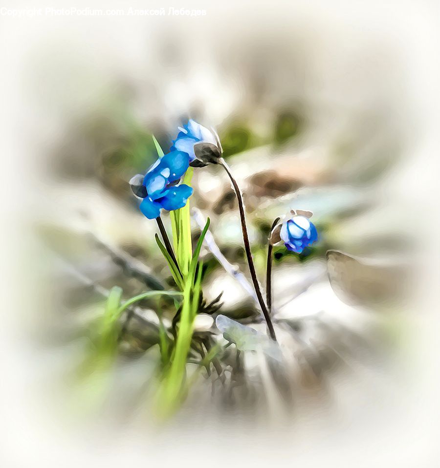 Plant, Blossom, Flora, Flower, Geranium, Fiber, Flax