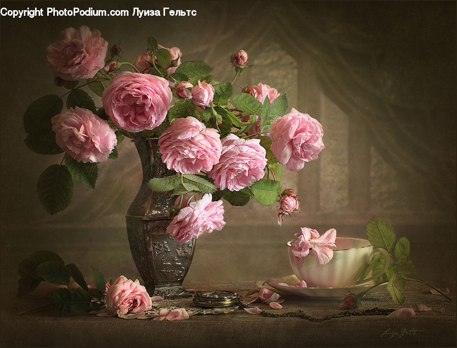 People, Person, Human, Blossom, Flower, Peony, Plant