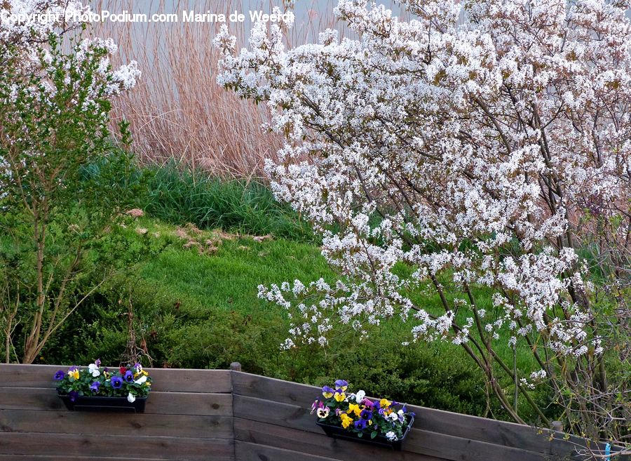 Blossom, Flora, Flower, Plant, Cherry Blossom, Bush, Vegetation