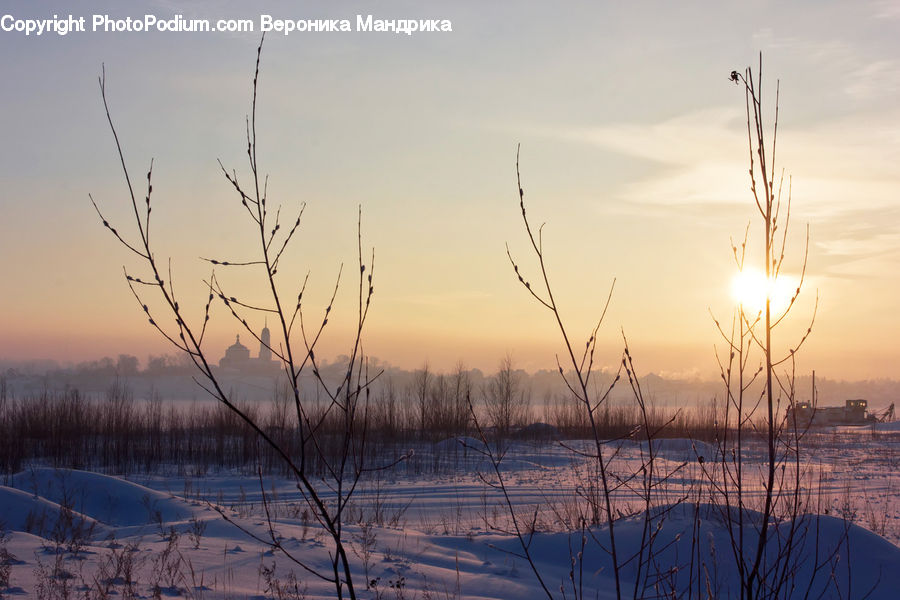 Field, Grass, Grassland, Plant, Reed, Dawn, Dusk