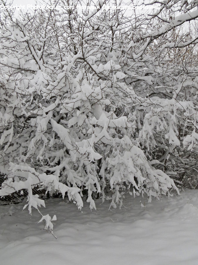 Ice, Outdoors, Snow, Plant, Tree, Blossom, Flora