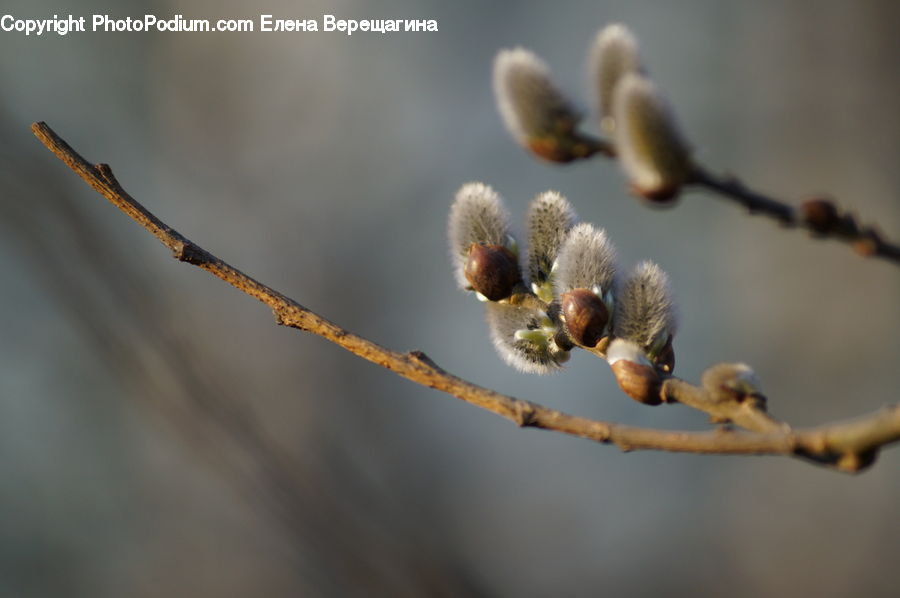 Bud, Plant, Bird, Apidae, Bee, Bumblebee, Insect