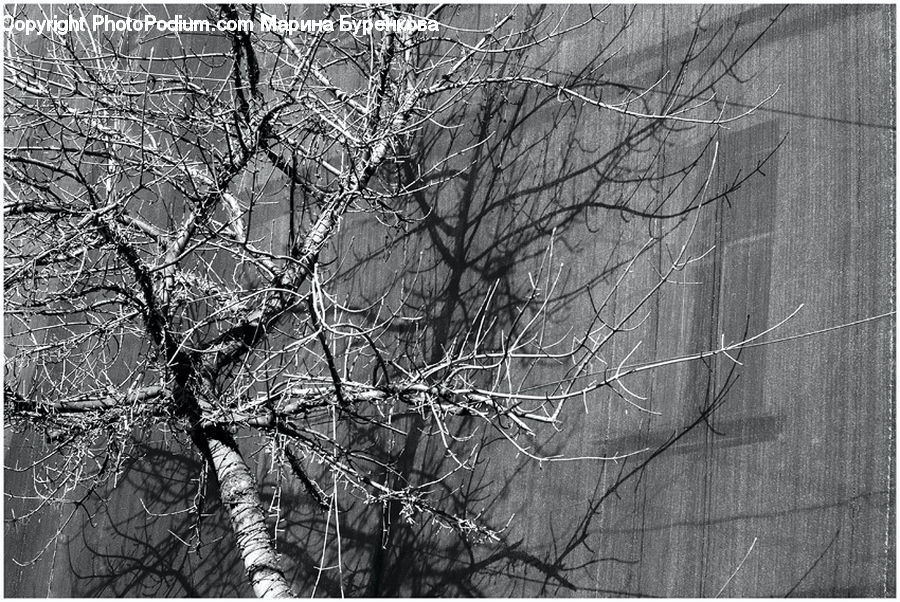 Diagram, Plan, Plant, Tree, Ice, Outdoors, Snow