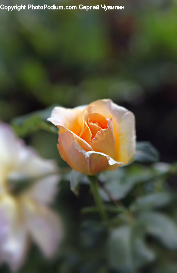 Blossom, Flower, Plant, Rose, Bud, Flora, Crocus