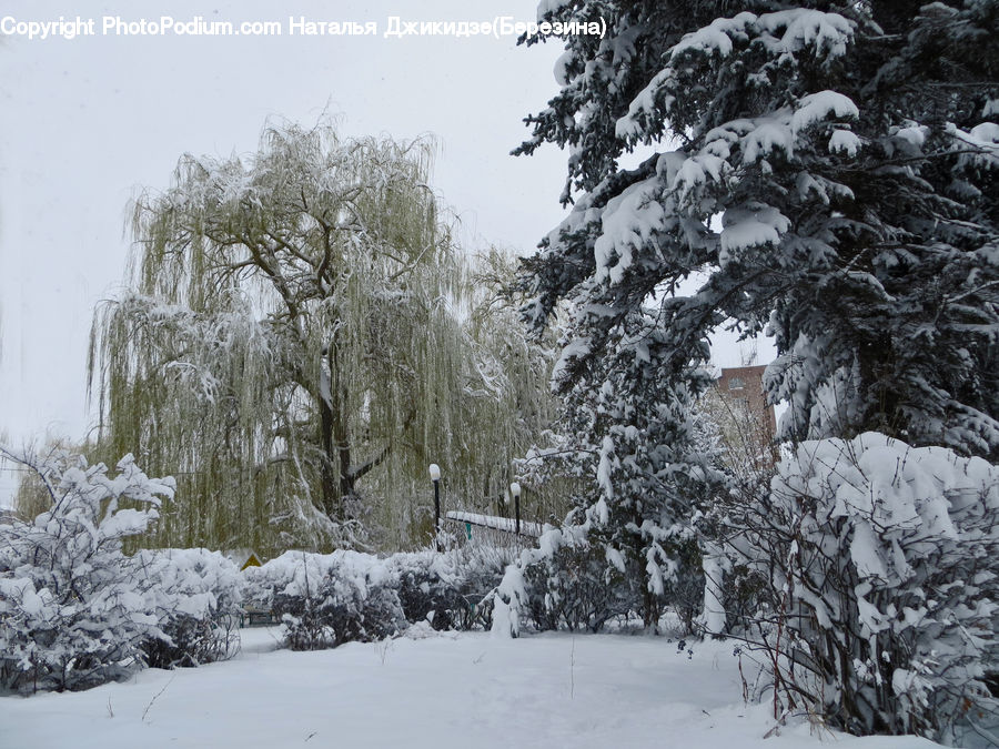 Ice, Outdoors, Snow, Plant, Tree, Conifer, Fir