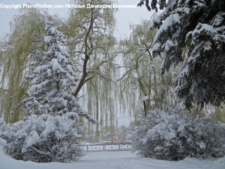 Ice, Outdoors, Snow, Conifer, Fir, Plant, Tree
