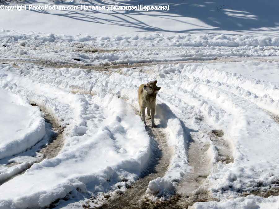 Animal, Canine, Coyote, Grey Fox, Mammal, Red Wolf, Ice