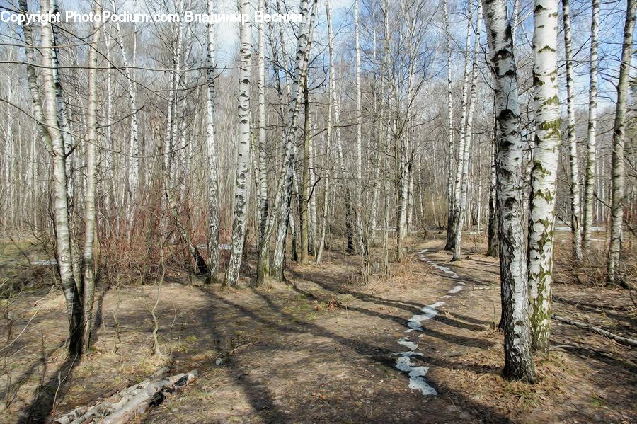 Birch, Tree, Wood, Forest, Vegetation, Grove, Land