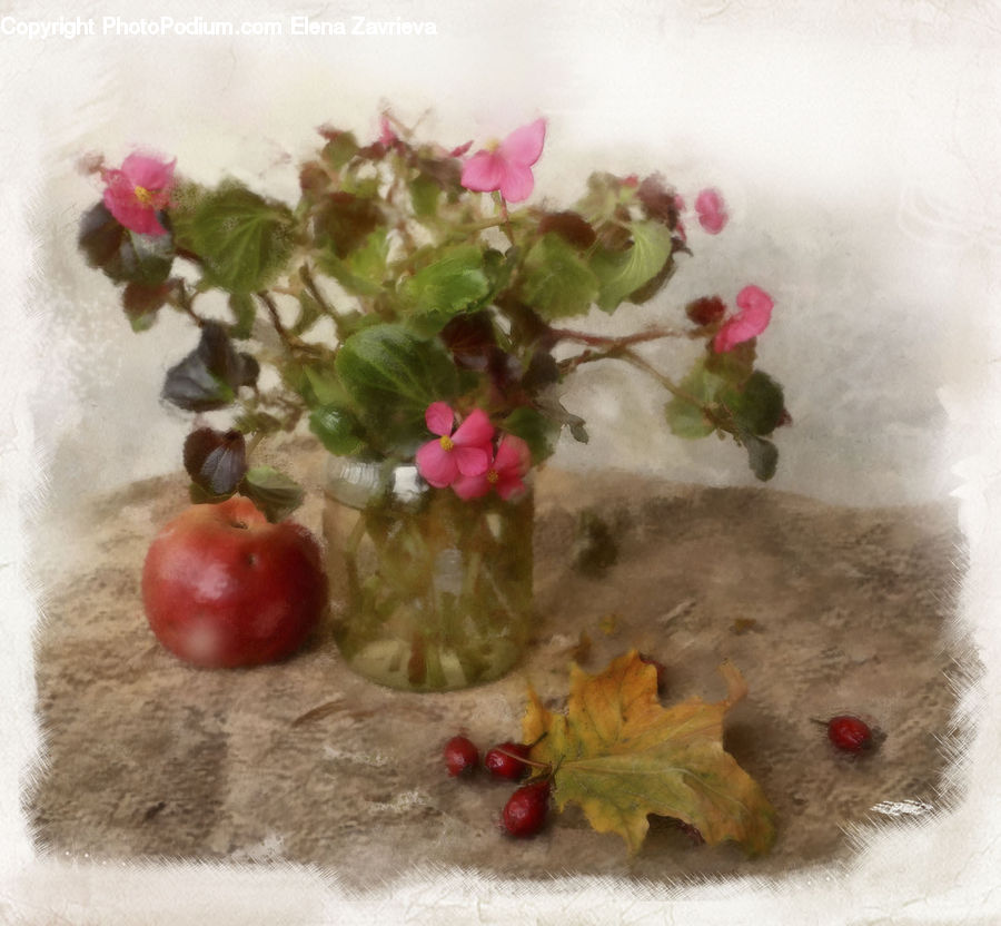 Maple, Maple Leaf, Plant, Fruit, Grapes, Leaf, Oak