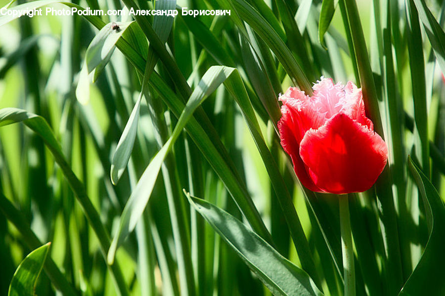 Blossom, Flora, Flower, Plant, Tulip, Carnation, Peony