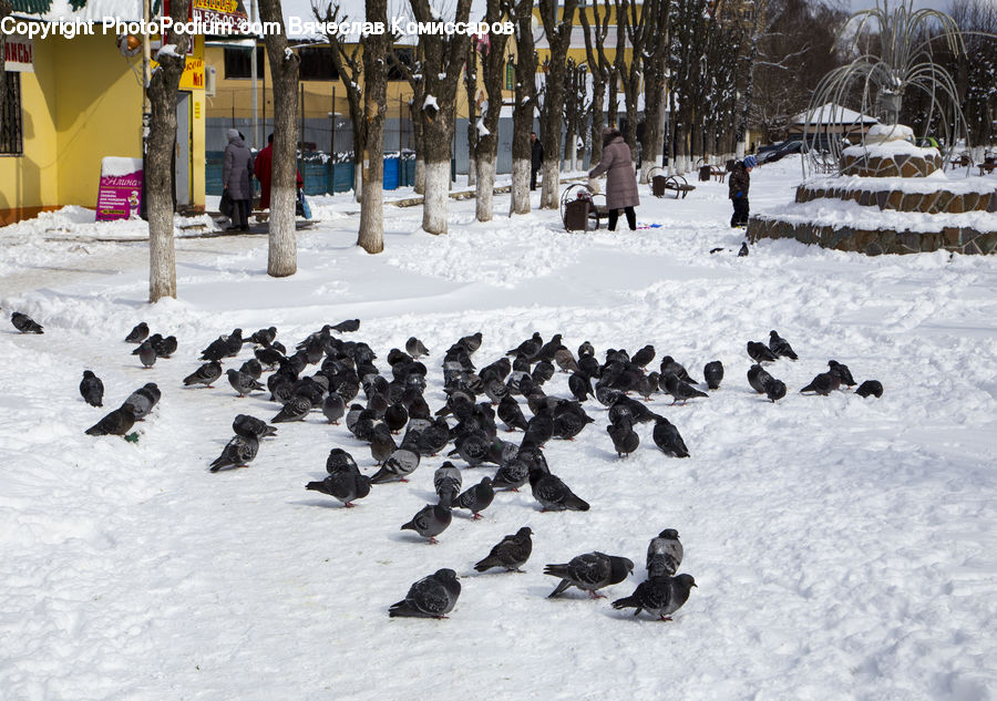 Ice, Outdoors, Snow, Arctic, Winter, Dogsled, Sled