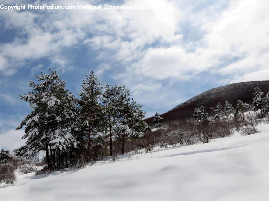 Conifer, Fir, Plant, Tree, Outdoors, Plateau, Landscape