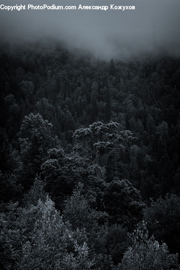 Forest, Vegetation, Conifer, Fir, Plant, Tree, Bush