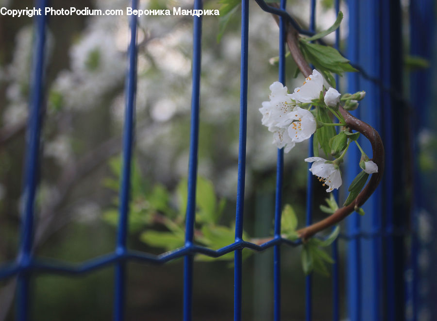 Blossom, Flora, Flower, Plant, Cherry Blossom, Bird, Parakeet