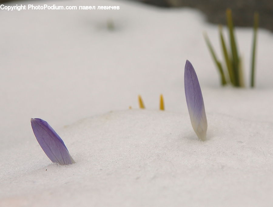 Blossom, Crocus, Flora, Flower, Plant, Outdoors, Sand