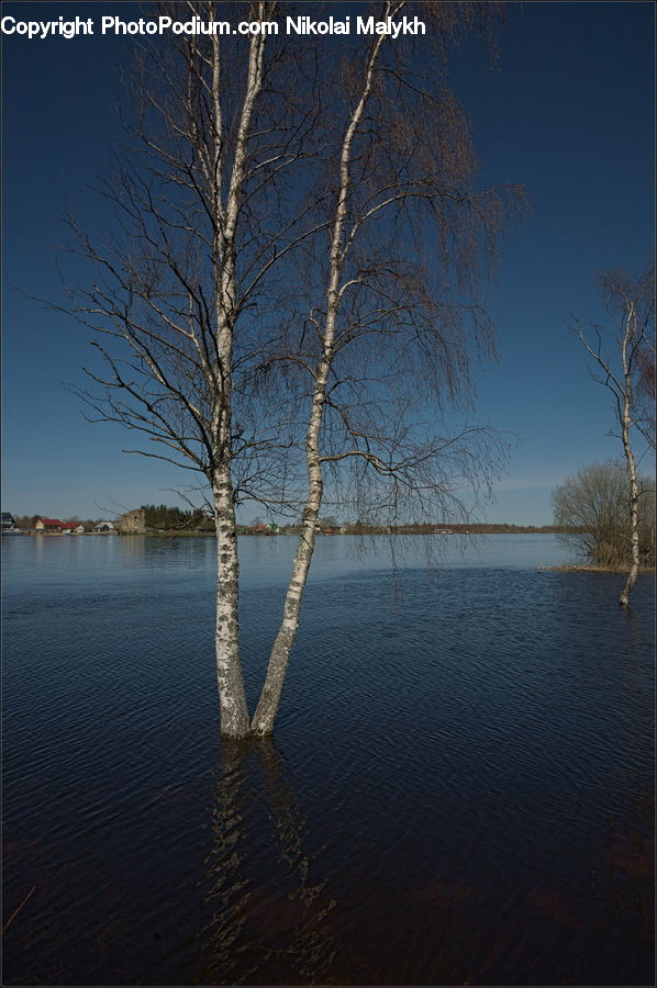 Birch, Tree, Wood, Plant