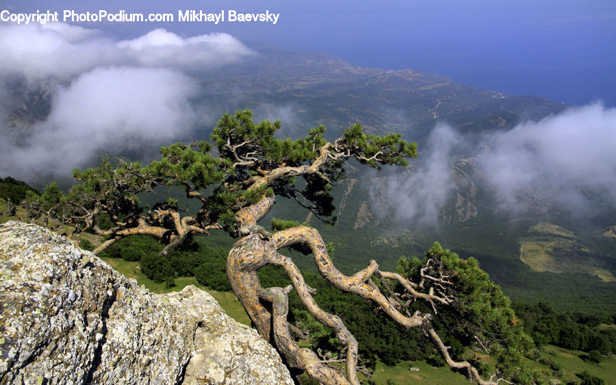 Root, Outdoors, Plateau, Conifer, Fir, Plant, Tree