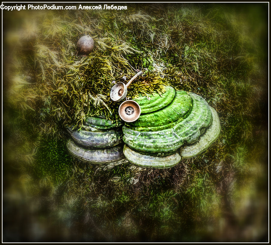 Coil, Spiral, Moss, Plant, Field, Grass, Grassland