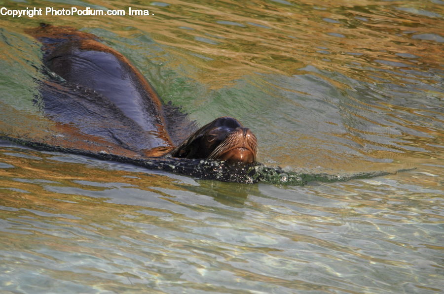 Animal, Zoo