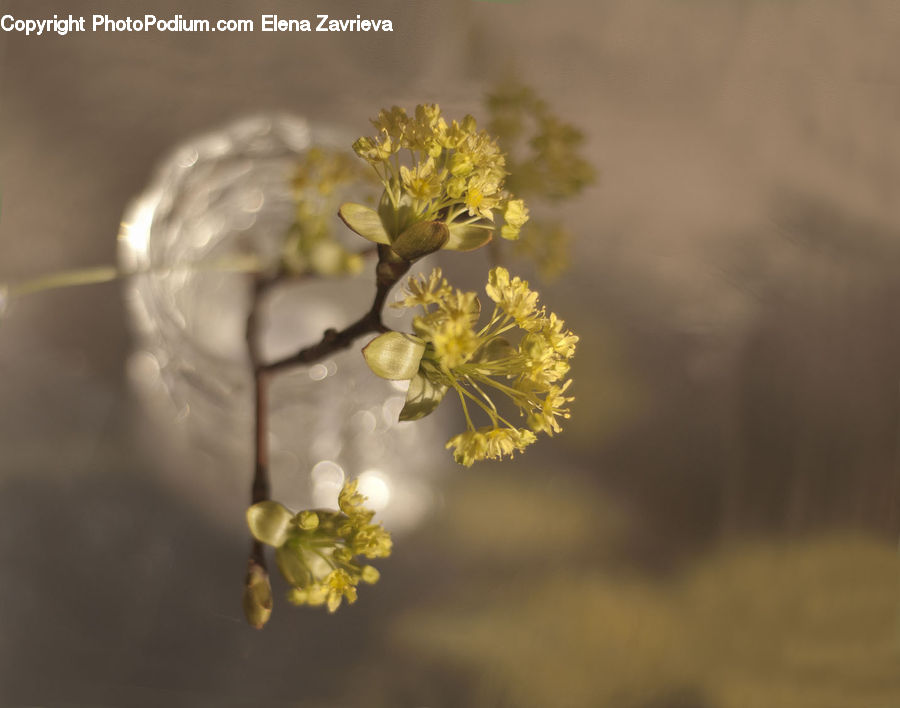 Blossom, Flora, Flower, Plant, Asteraceae, Cherry Blossom, Apiaceae
