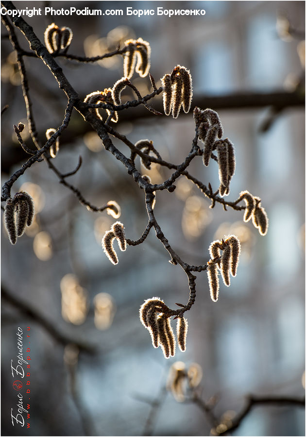 Frost, Ice, Outdoors, Snow, Plant, Weed, Blossom