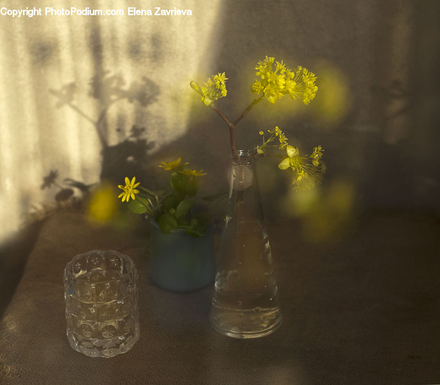 Dill, Plant, Beverage, Drink, Floral Design, Flower, Flower Arrangement