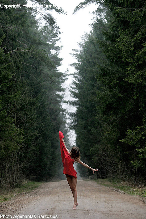 People, Person, Human, Conifer, Plant, Tree, Wood