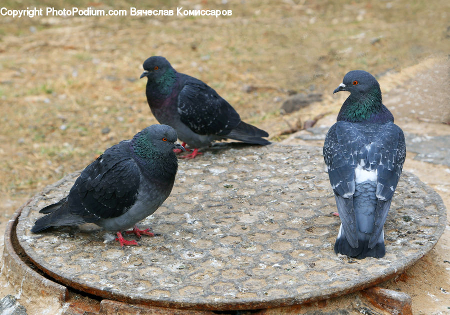 Bird, Pigeon, Dove, Beak, Booby
