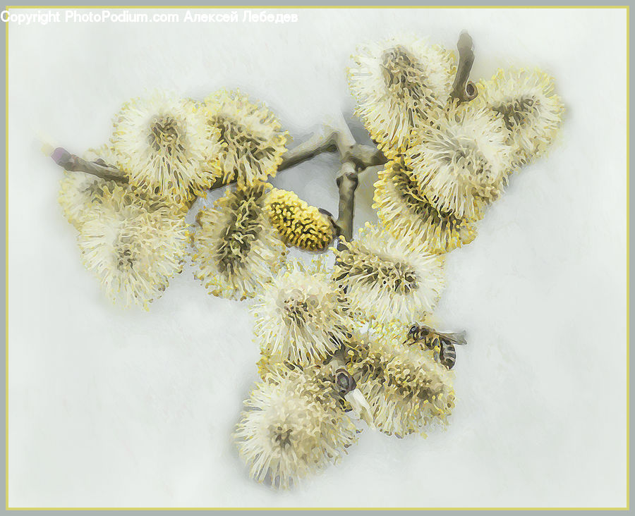 Accessories, Conifer, Fir, Plant, Tree, Blossom, Flora