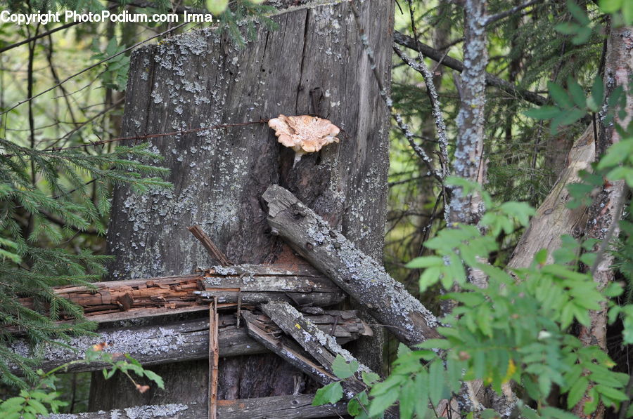 Agaric, Amanita, Fungus, Mushroom, Plant, Tree Stump, Bird