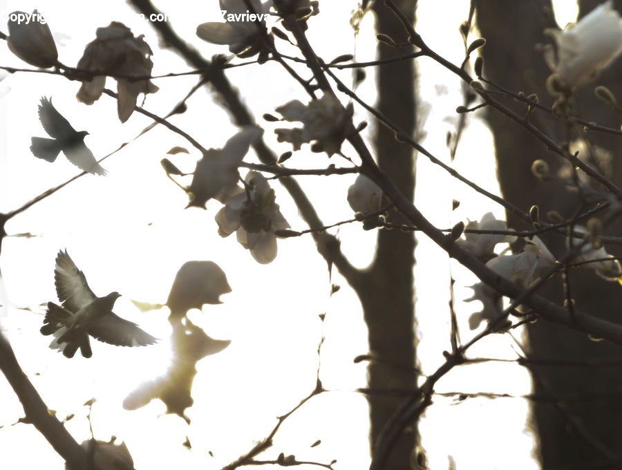 Bird, Dove, Pigeon, Flare, Light, Sunlight, Seagull