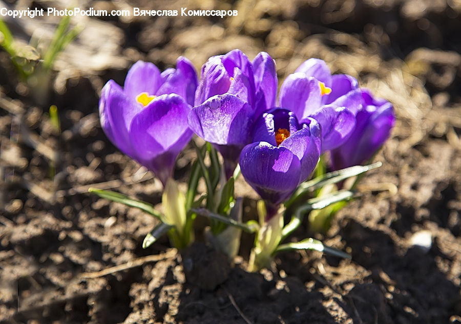 Blossom, Crocus, Flora, Flower, Plant, Violet