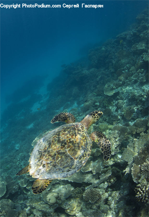 Coral Reef, Outdoors, Reef, Sea, Sea Life, Water, Reptile