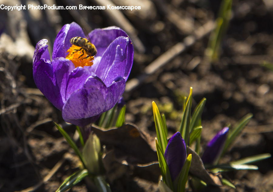 Blossom, Crocus, Flora, Flower, Plant, Tulip, Iris