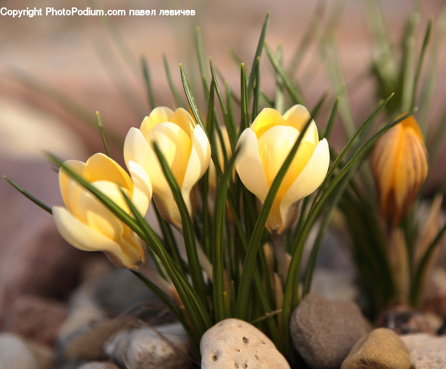 Blossom, Crocus, Flora, Flower, Plant, Field, Grass
