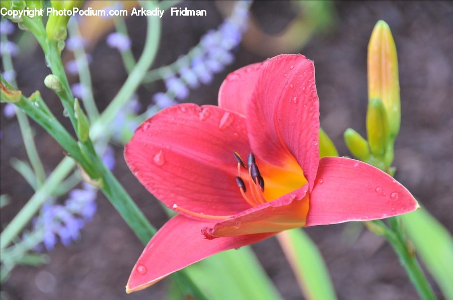 Blossom, Flora, Flower, Petal, Plant, Gladiolus, Geranium
