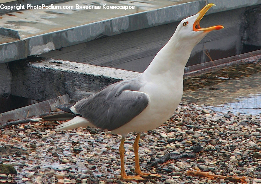 Bird, Seagull, Booby, Goose, Waterfowl, Beak